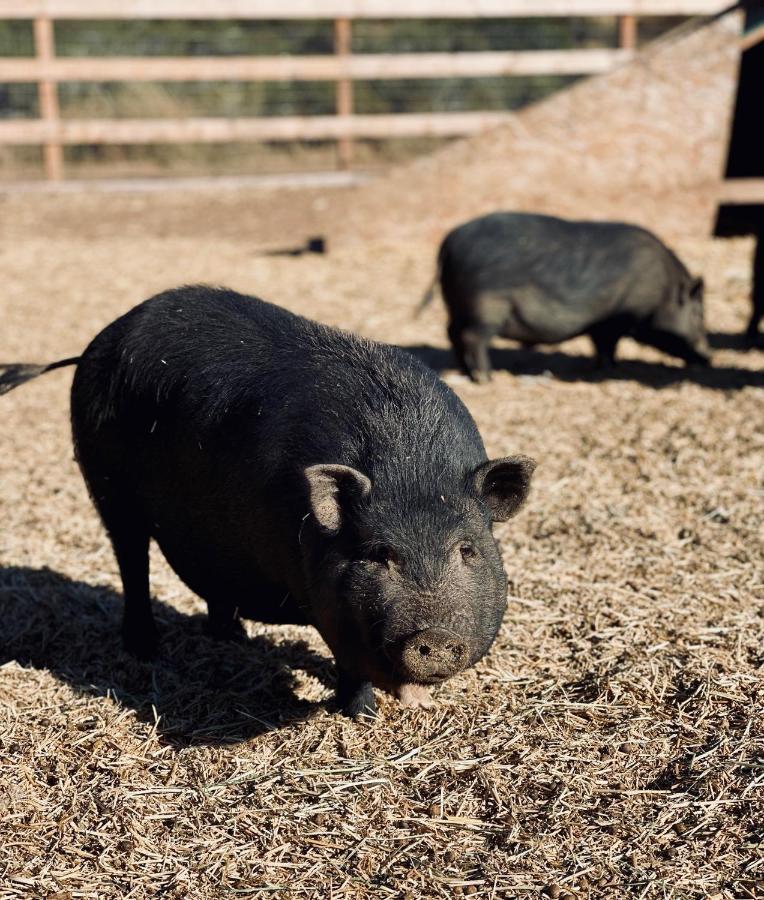 Rustic Farm Stay 蒂梅丘拉 外观 照片